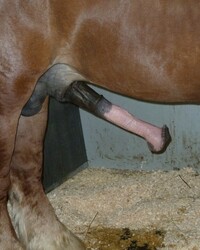 photo-thumb
