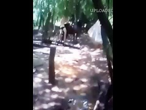 fun with donkey sex
