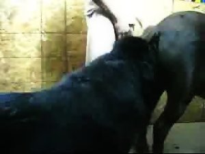 sandwich dog man donkey
