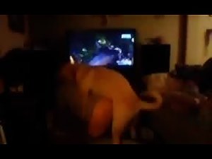 everyday doglove
