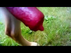 German Shepherd dog cock