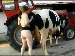Chica masturbando a una vaca