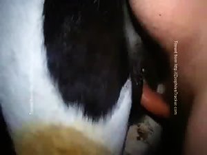 Metiendo a la yegua