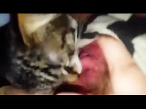 Cat licking sweet pussy
