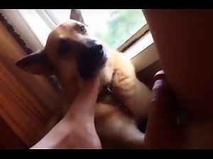 Footjob dog