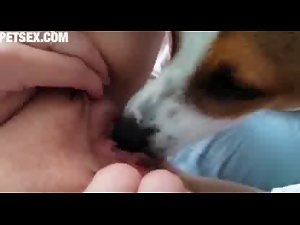 Dog Lick Pussy 5