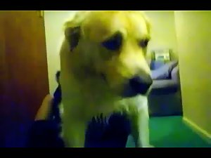 Caledonian Playtime with Scoop