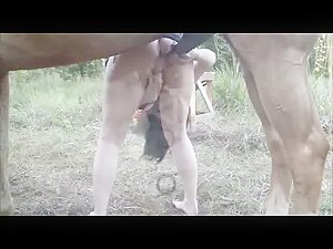 VIXEN, A horse what else ?