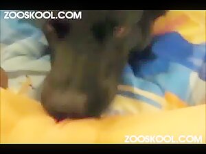 ZooSkool - bonnie - bonnies first