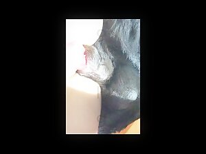 Dog streaptease by Lise