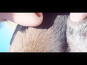 I lick the dog's cock