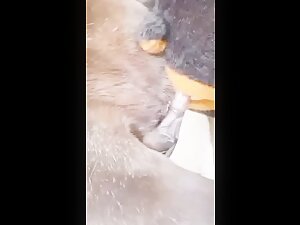 Cosplay fecked by horse