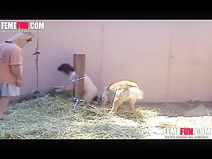 Bestiality Bdsm