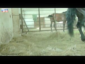 Big tits woman and horse