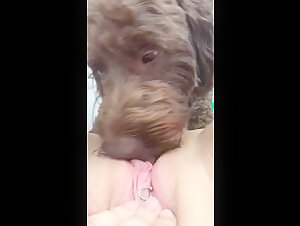 Dog lick Pussy 5