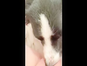 Dog lick Pussy 6