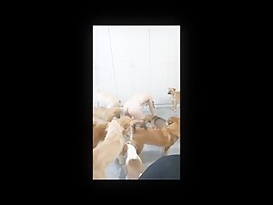 Chinese girl got Gangbanged by DOGS