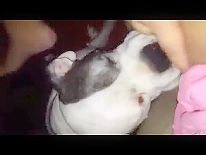 dog licking
