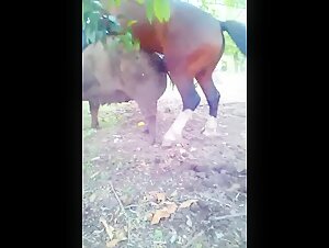 Horse fucks pig sow