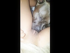 dog licking under the covers