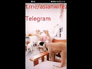 chinese wife around by dog