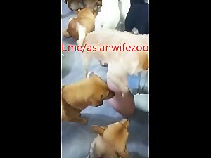 Chinese wife fall in love with many dogs