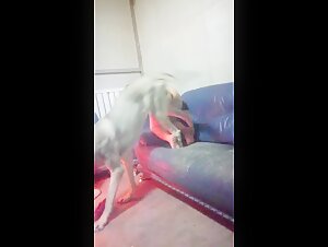 国内人兽交视频几百部+q792121051