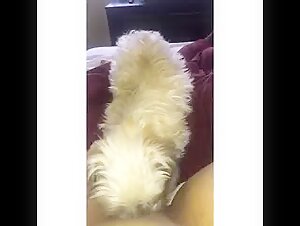 Dog liks my wet pussy