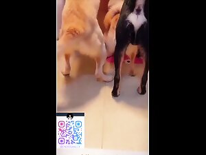 Chinese dog group sex one woman