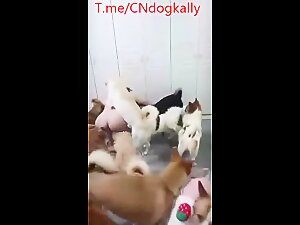 Chinese dog gangbang clips